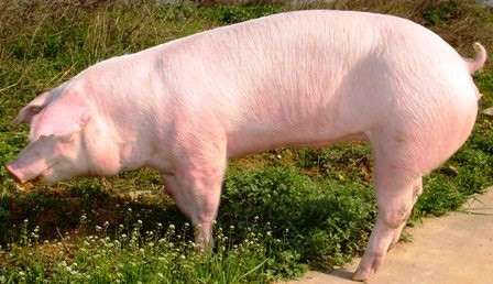 Danish Landrace Pig