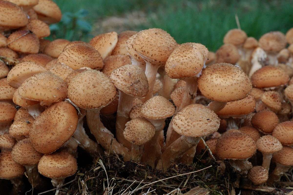 Dark Honey Fungus
