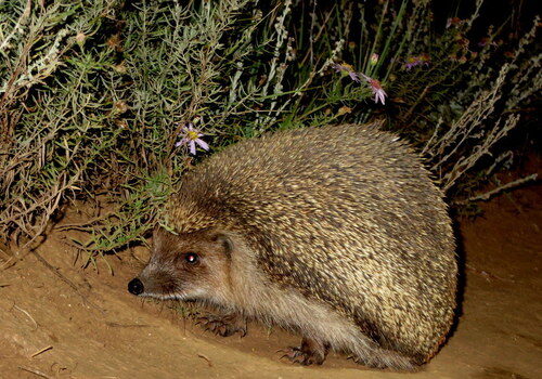 Daurian Hedgehog
