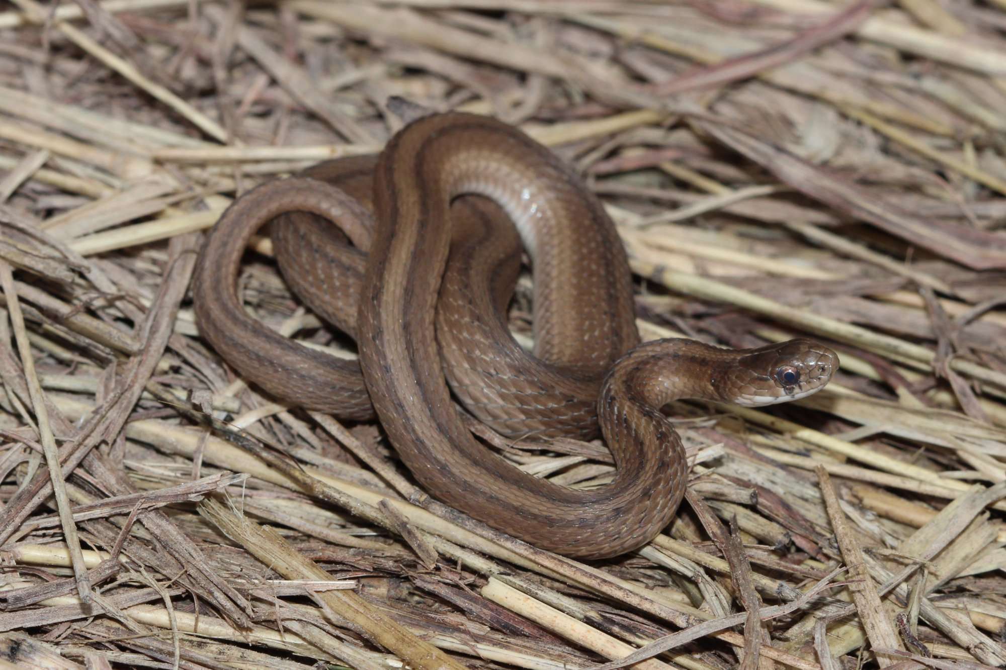 Dekay's Brown Snake