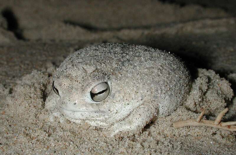 Desert Rain Frog