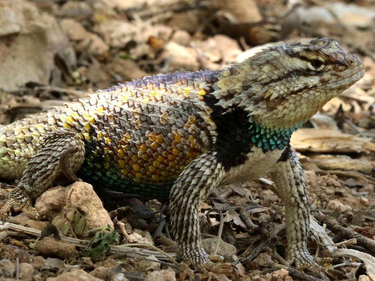 Desert Spiny Lizard