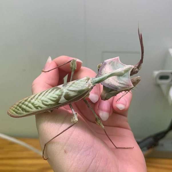 Devil Flower Mantis