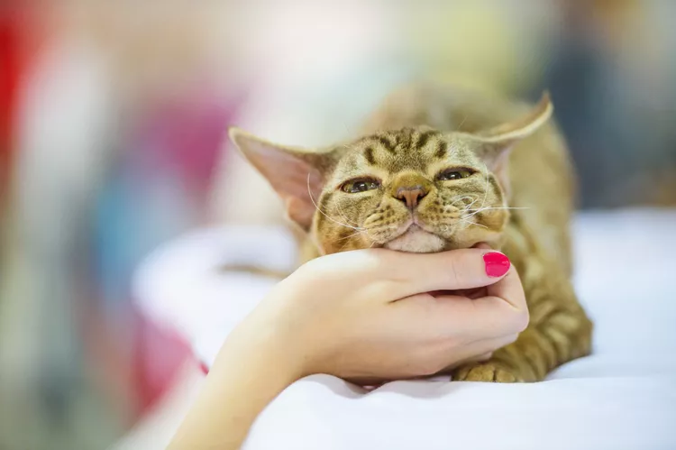 Devon Rex Cat