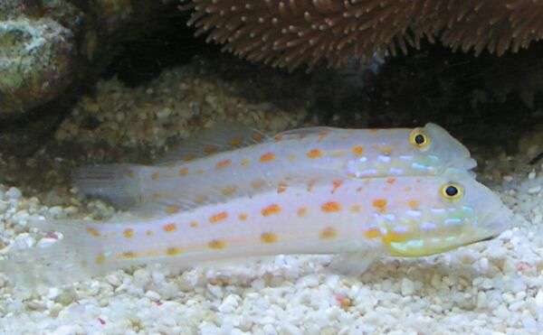 Diamond Watchman Goby