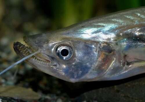 Dinema Catfish