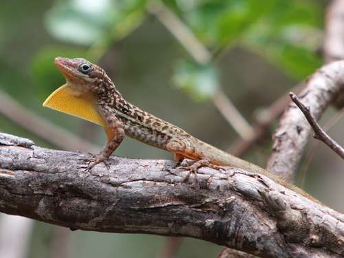Dominica Anole