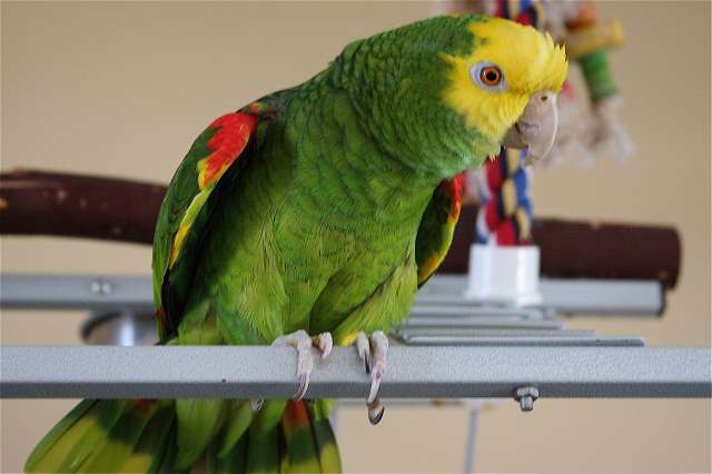 Double Yellow-Headed Amazon Parrot