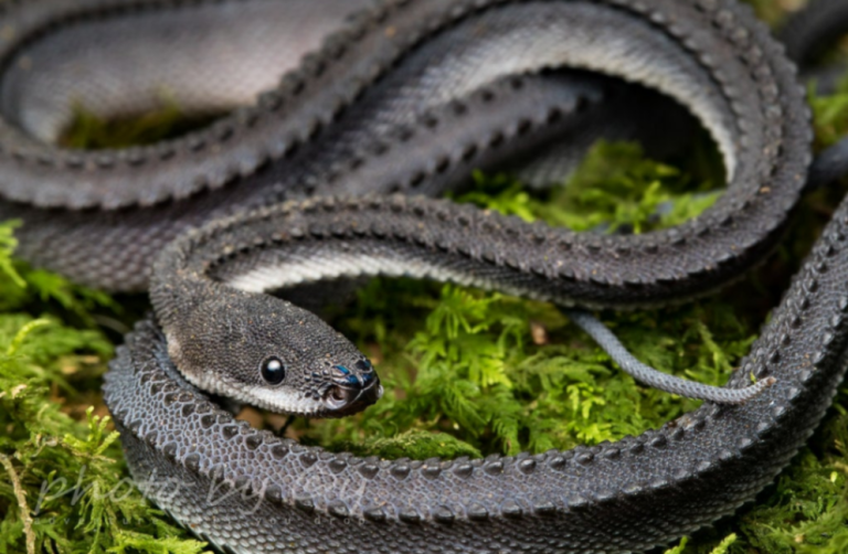 Dragon Snake