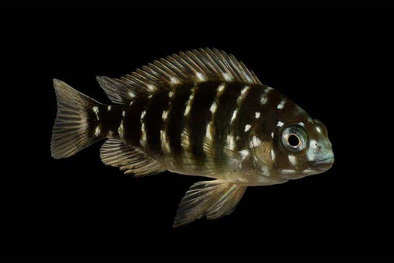 Duboisi Cichlid