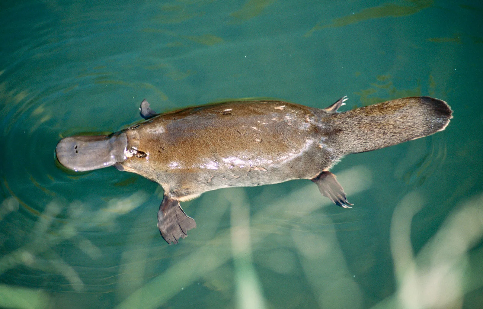 Duckbill Platypus