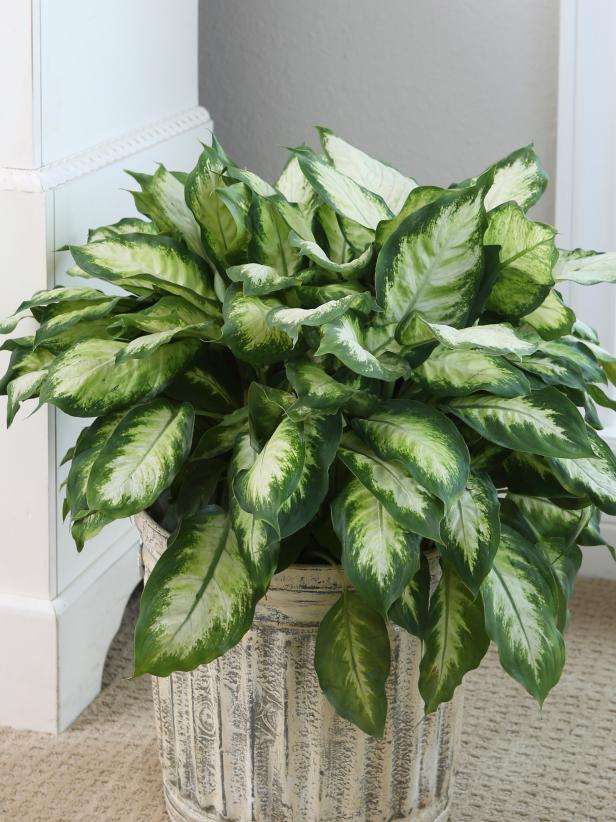 Dumb Cane