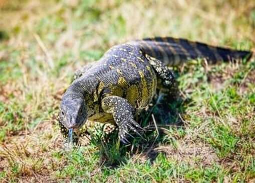 Dumeril's Monitor