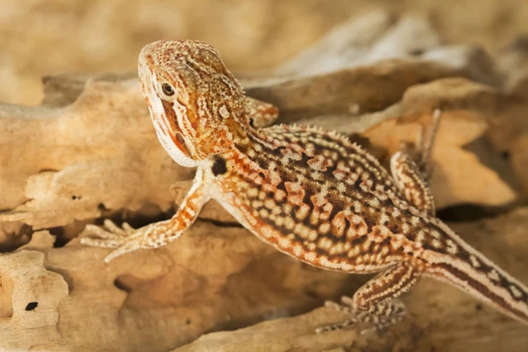 Dunner Breaded Dragon