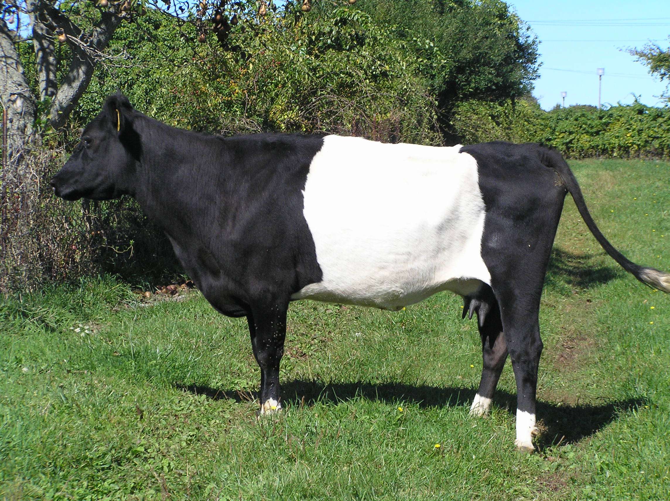 Dutch Belted