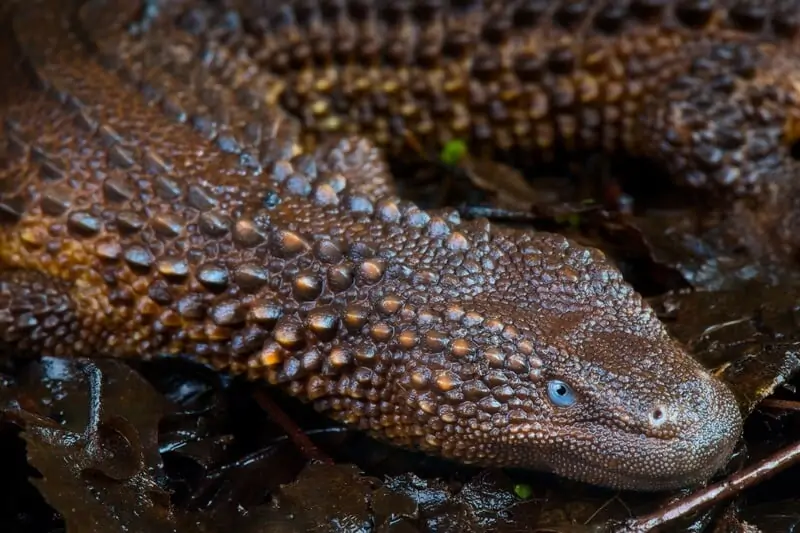 Earless Monitor Lizard