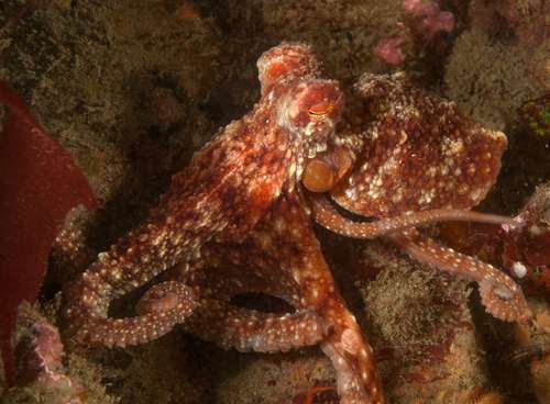 East Pacific Red Octopus