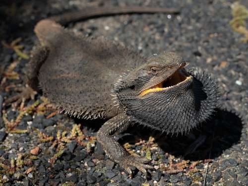 Eastern Breaded Dragon