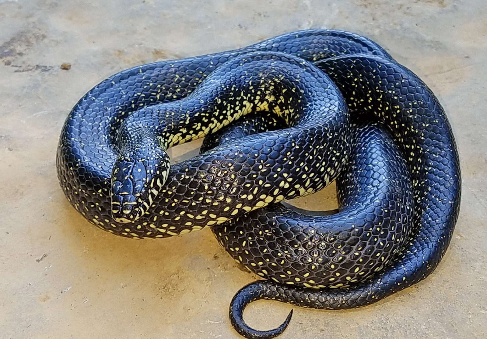 Eastern Black Kingsnake
