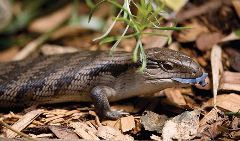 Eastern Blue-Tongued