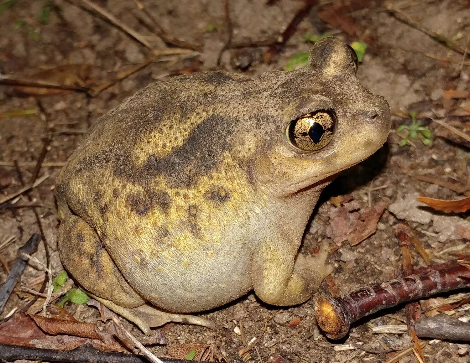 Eastern Spadefoot Toad