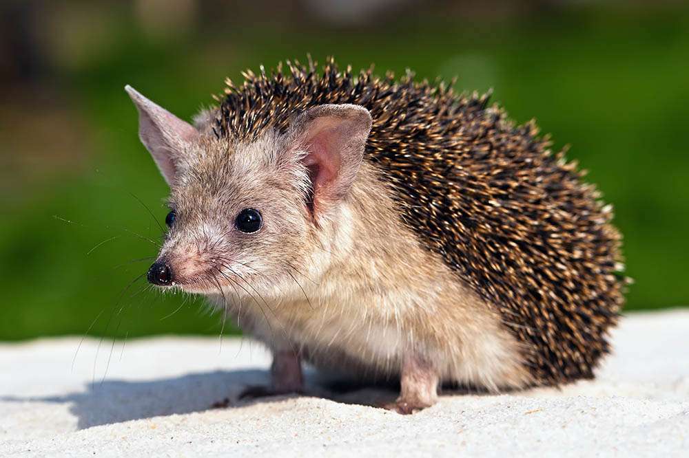 Egyptian Long-Eared Hedgehog