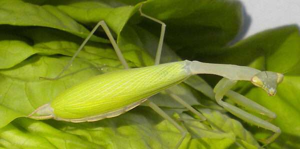 Egyptian Pygmy Mantis