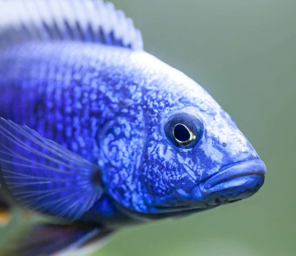 Electric Blue Hap