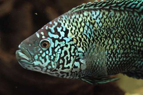 Electric Blue Jack Dempsey