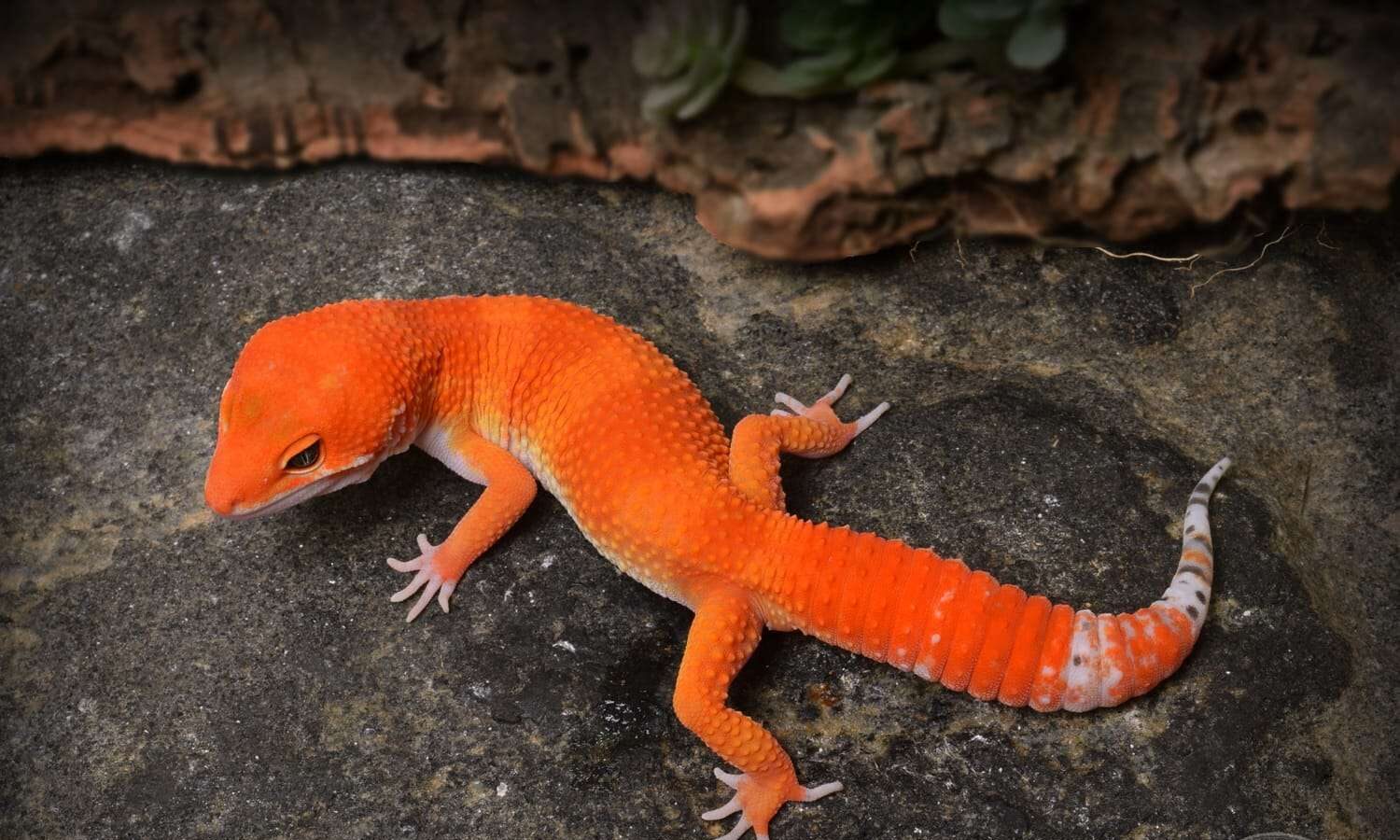 Electric Leopard Gecko