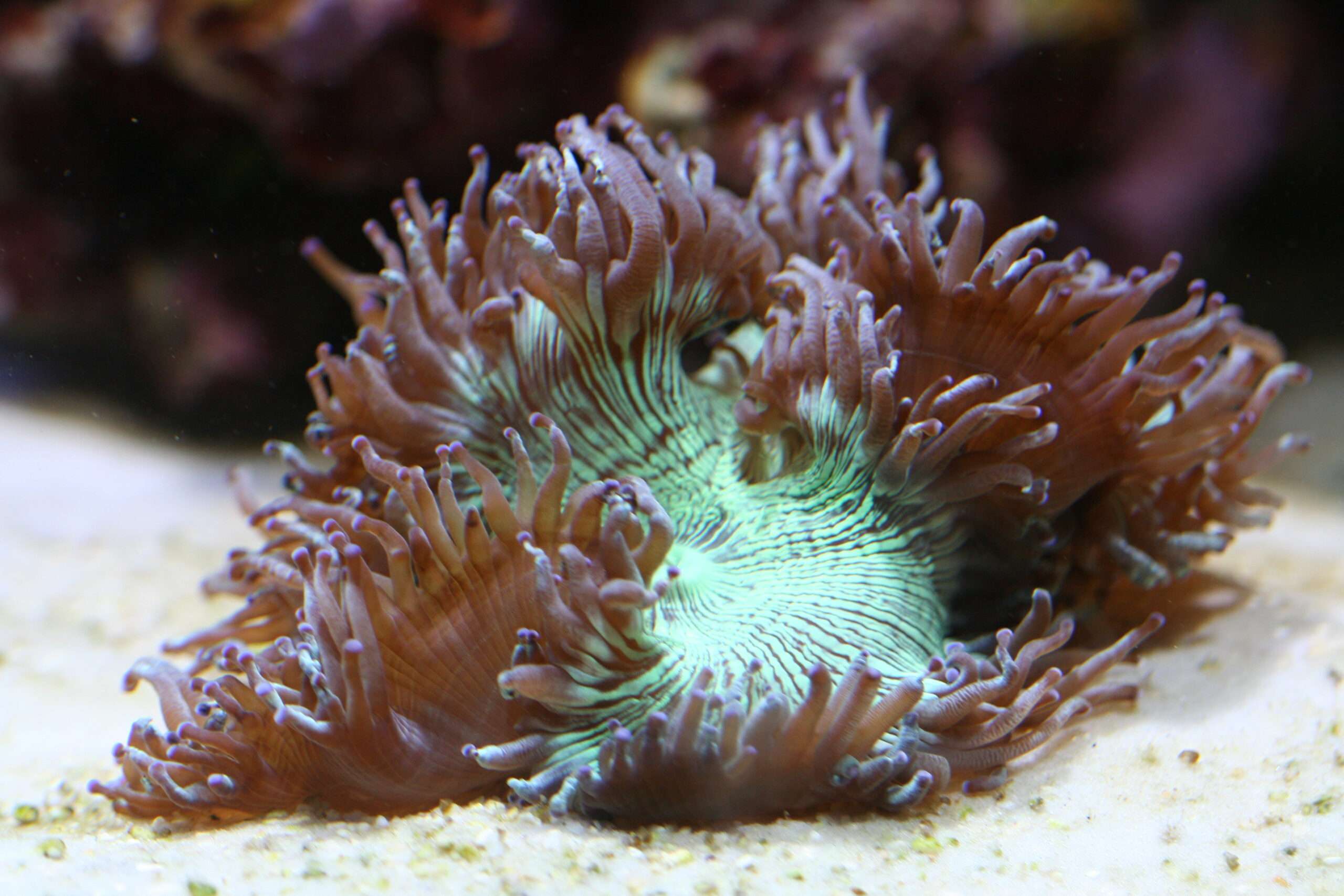 Elegance Coral