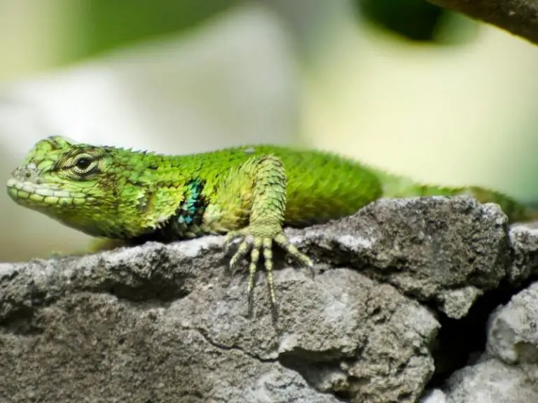 Emerald Swift Lizard