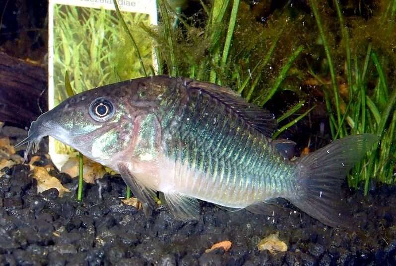 Emerald Catfish