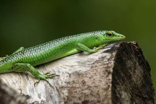 Emerald Tree Skink