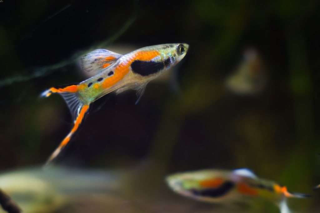 Endlers