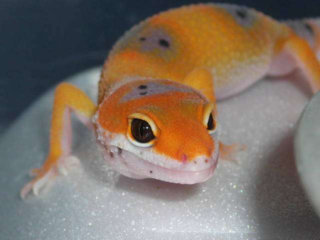 Enigma Leopard Gecko