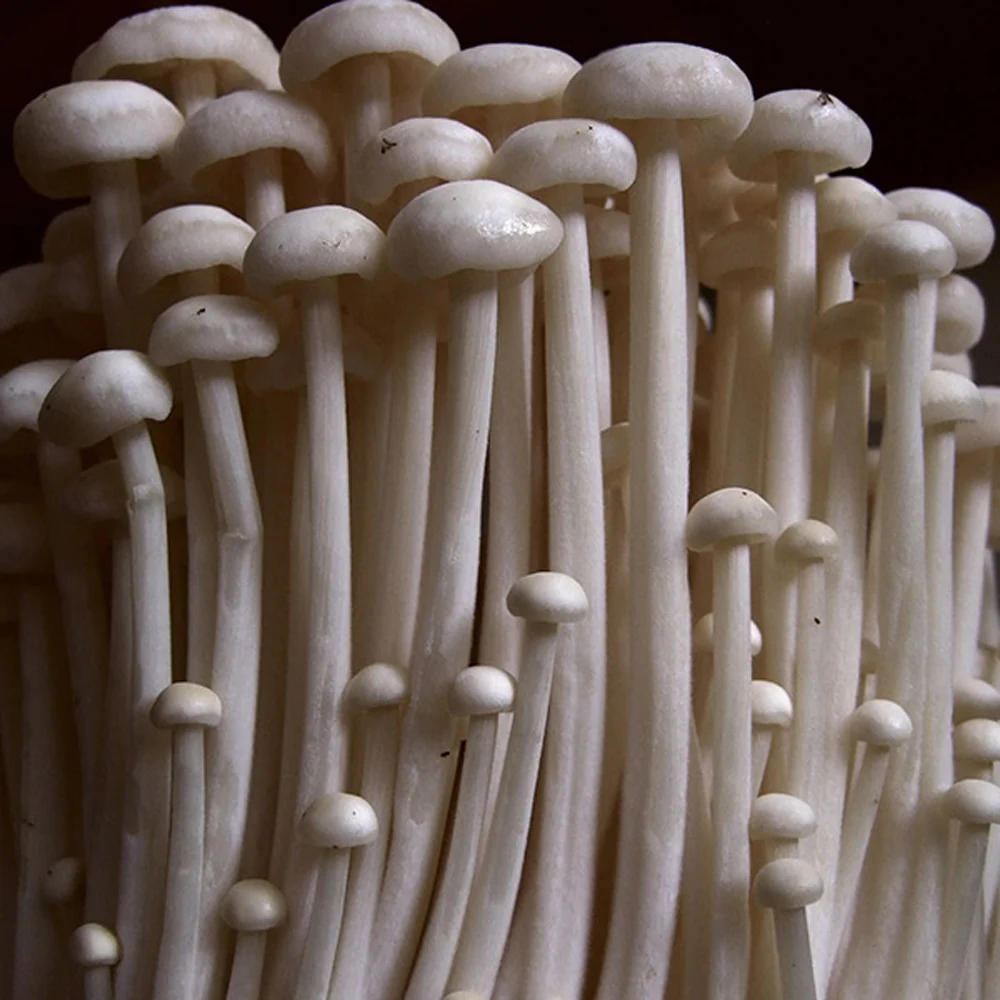 Enokitake