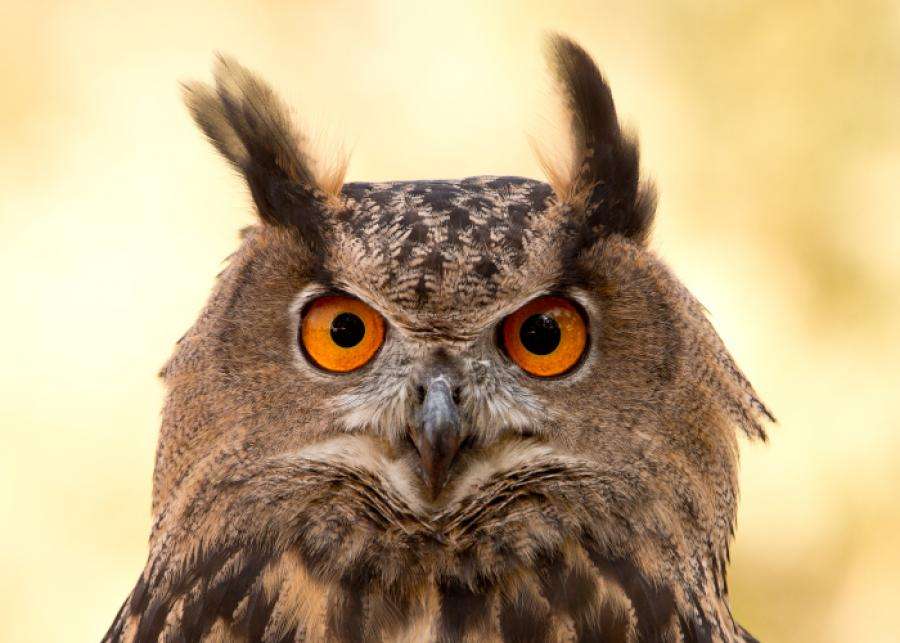 Eurasian Eagle Owl