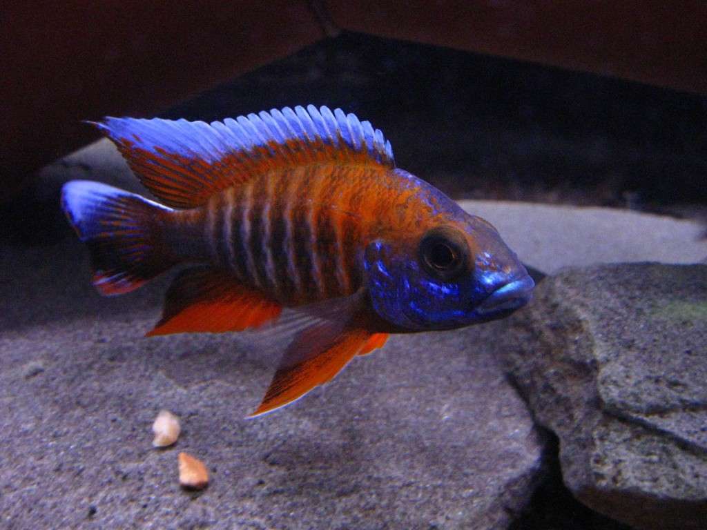 Eureka Red Peacock