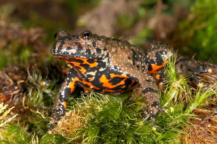 European Fire-Bellied Toad