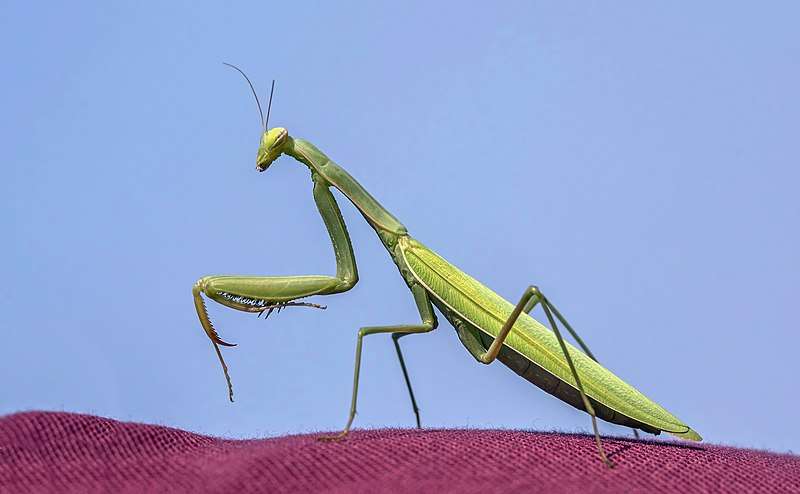 European Mantis