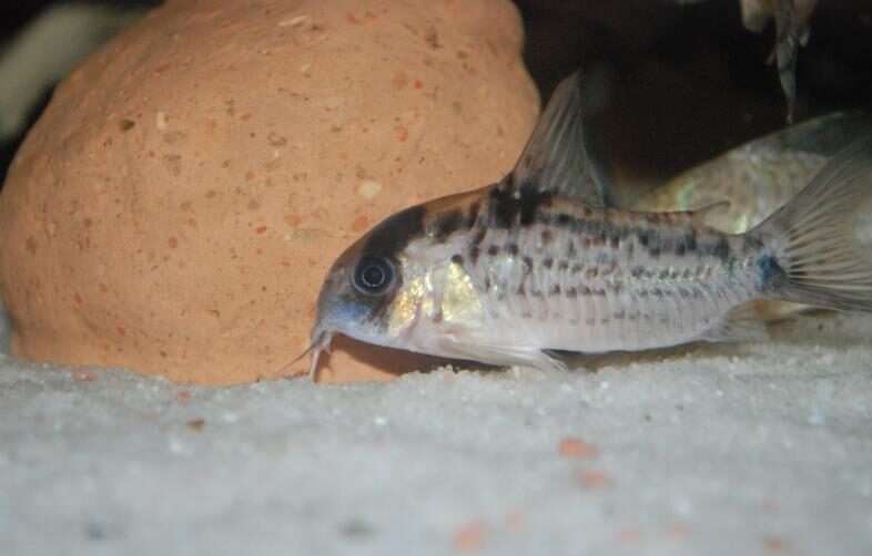 Evelyn's Cory