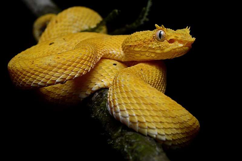 Venomous Snakes