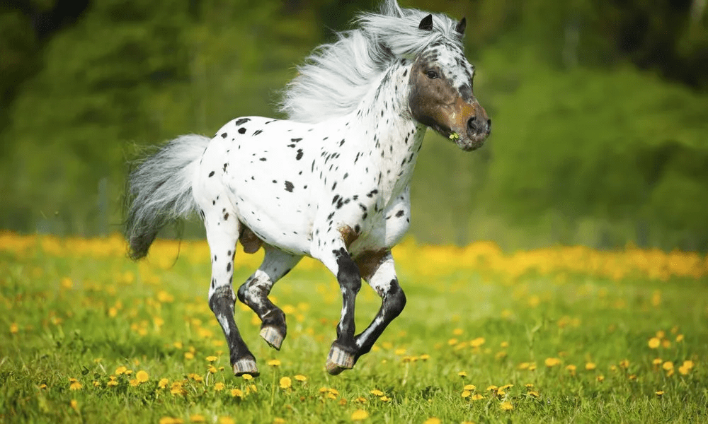 Falabella