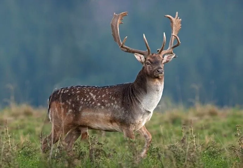 Deers