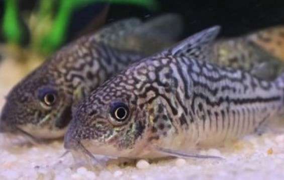 False Network Catfish