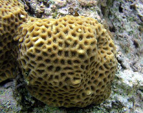 Favites Coral