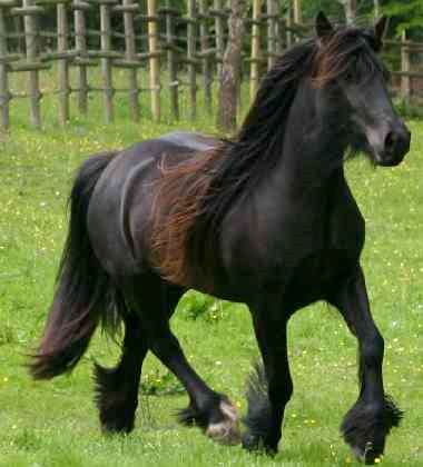 Felly Pony