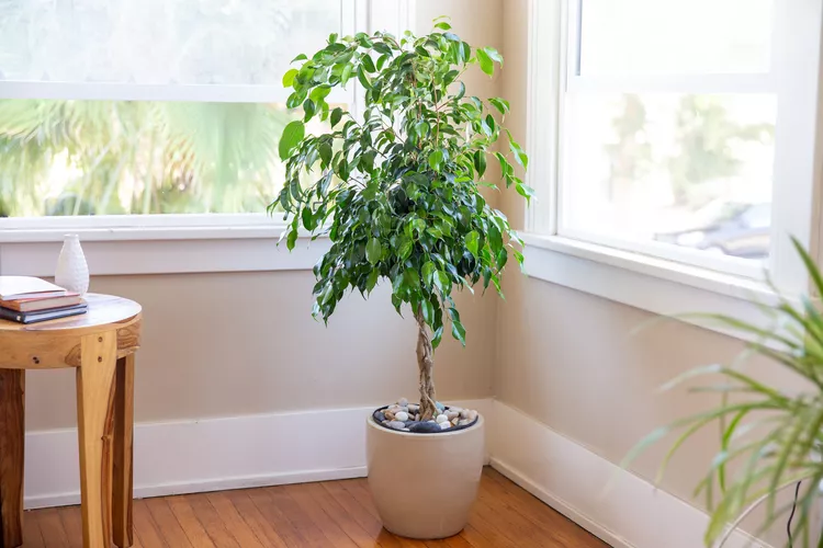 Ficus