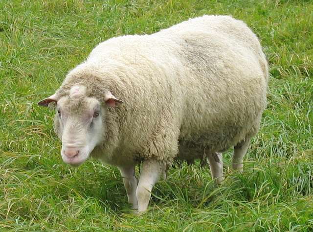 Finnsheep